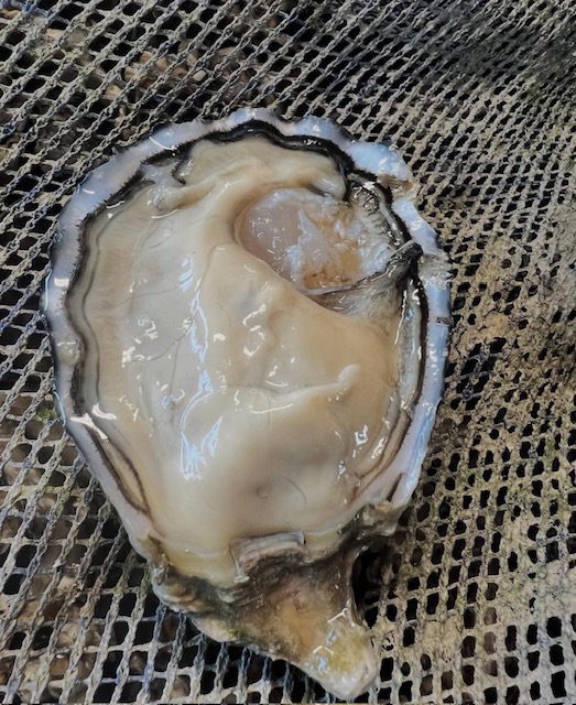 Gran Cru Perla del Delta - Tarbouriech Italia